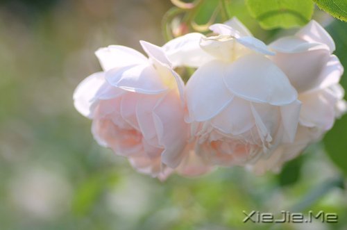 当下的付出，是明日的花开 (10)