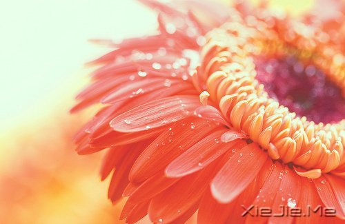 感人故事：再远也远不过生死